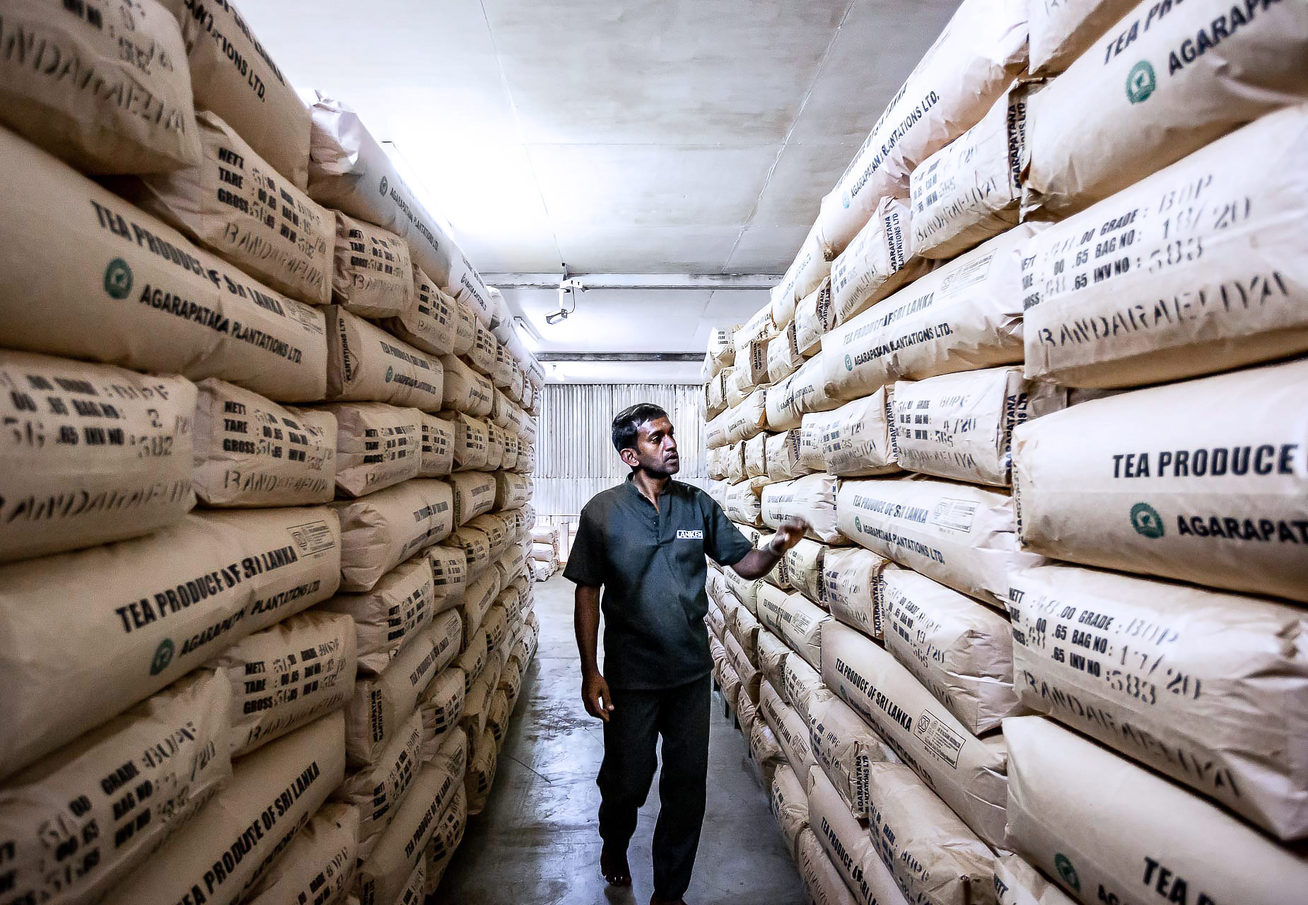julien cresp photographie la fabrique de thé de dambatenne