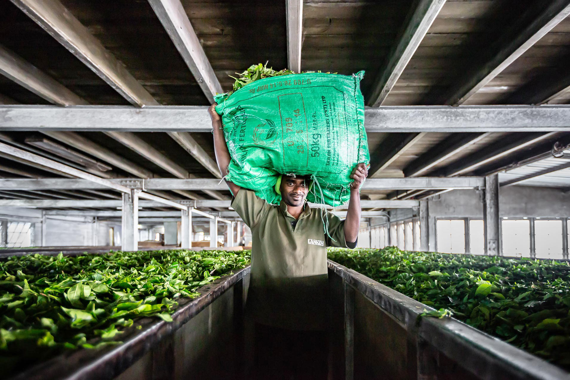 Dambatenne tea factory : the green gold of sri lanka