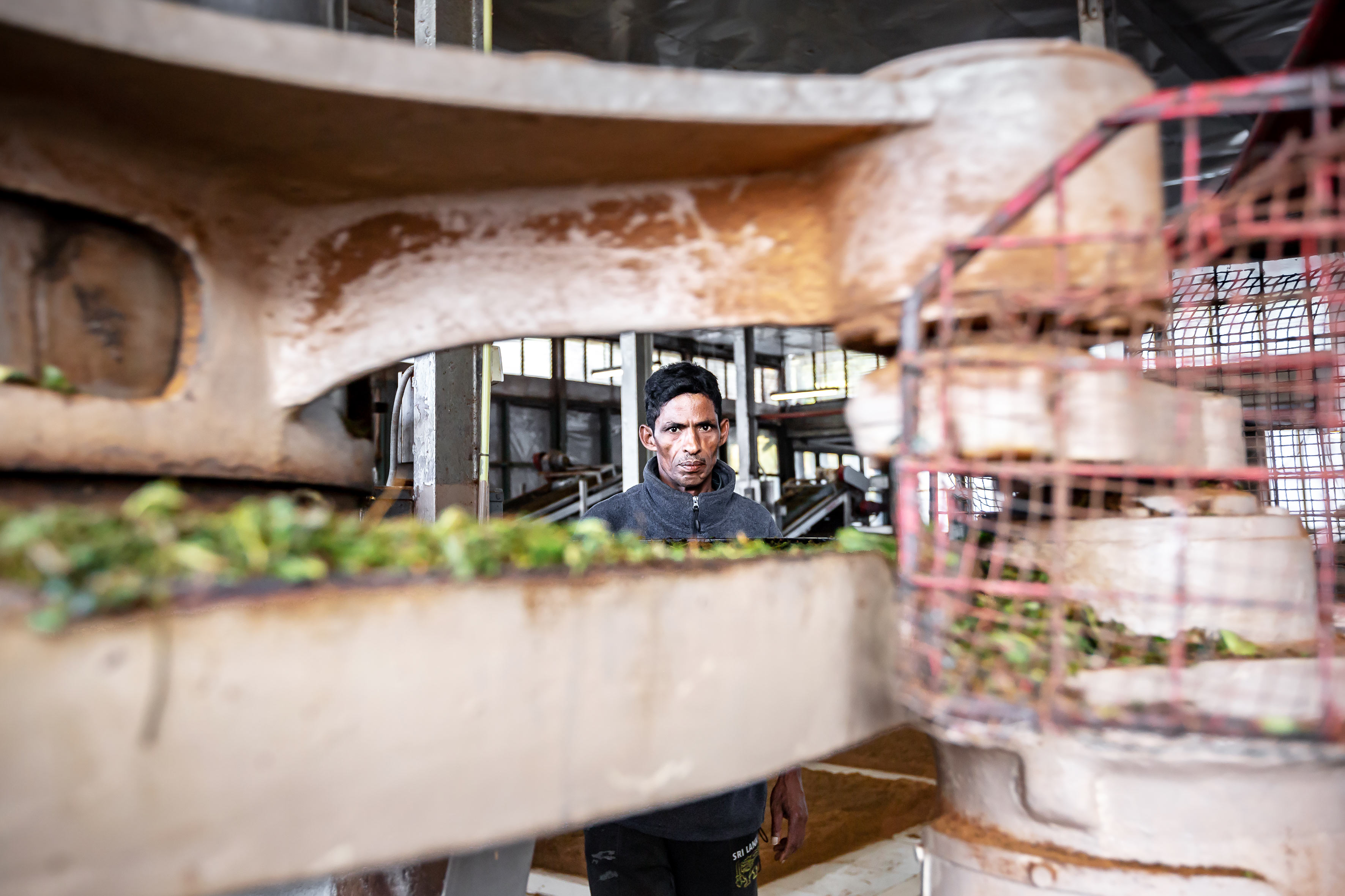 la fabrique de thé de dambatenne photographiée par julien cresp