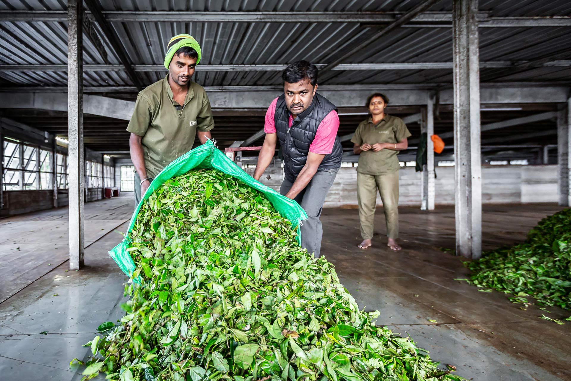 la fabrique de thé de dambatenne photographiée par julien cresp