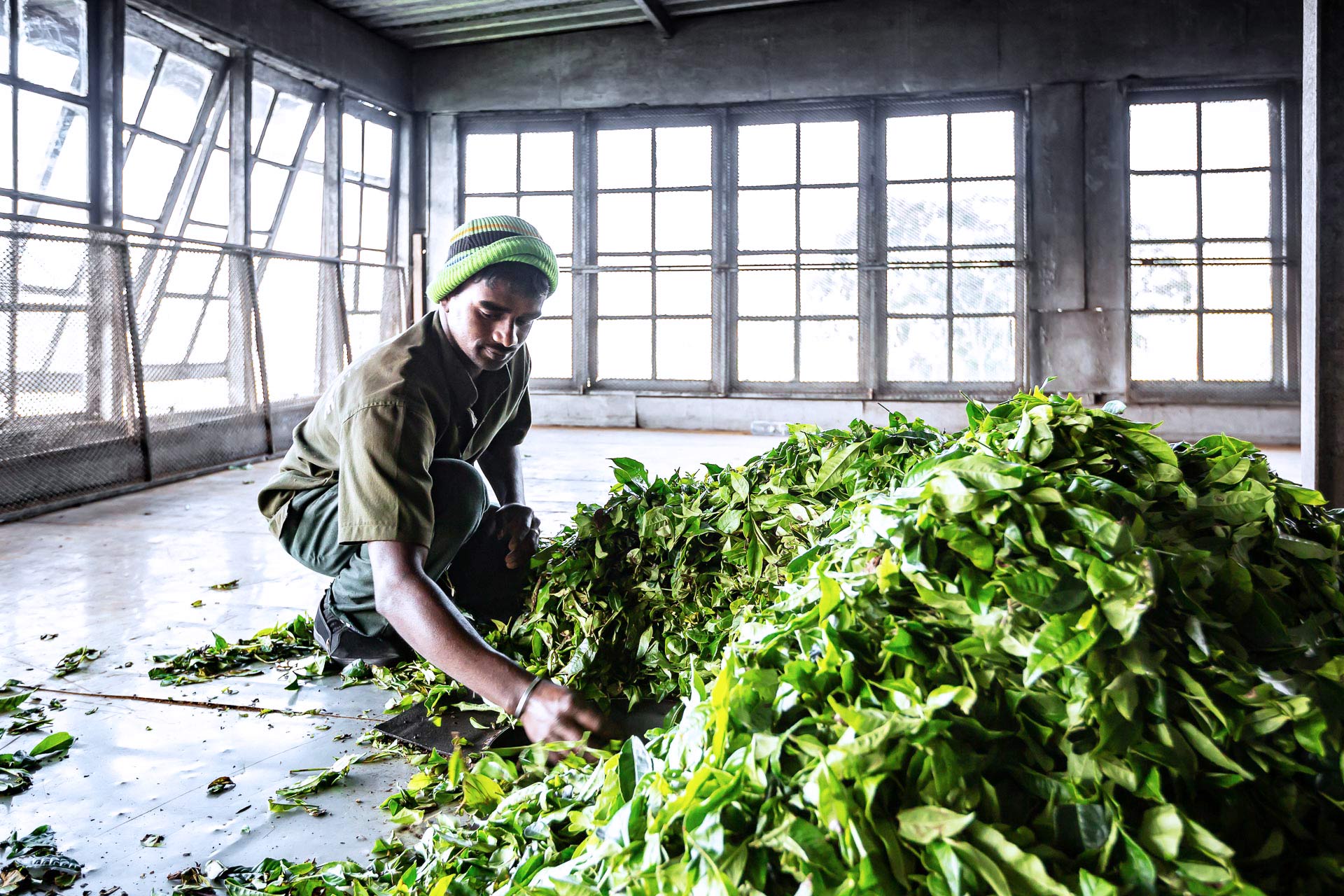 julien cresp photographie la fabrique de thé de dambatenne