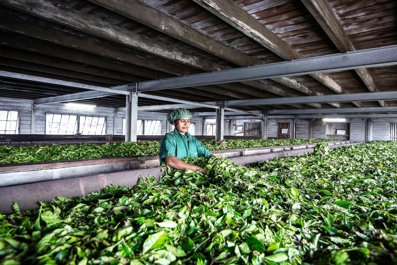Dambatenne tea factory the green gold of sri lanka julien cresp