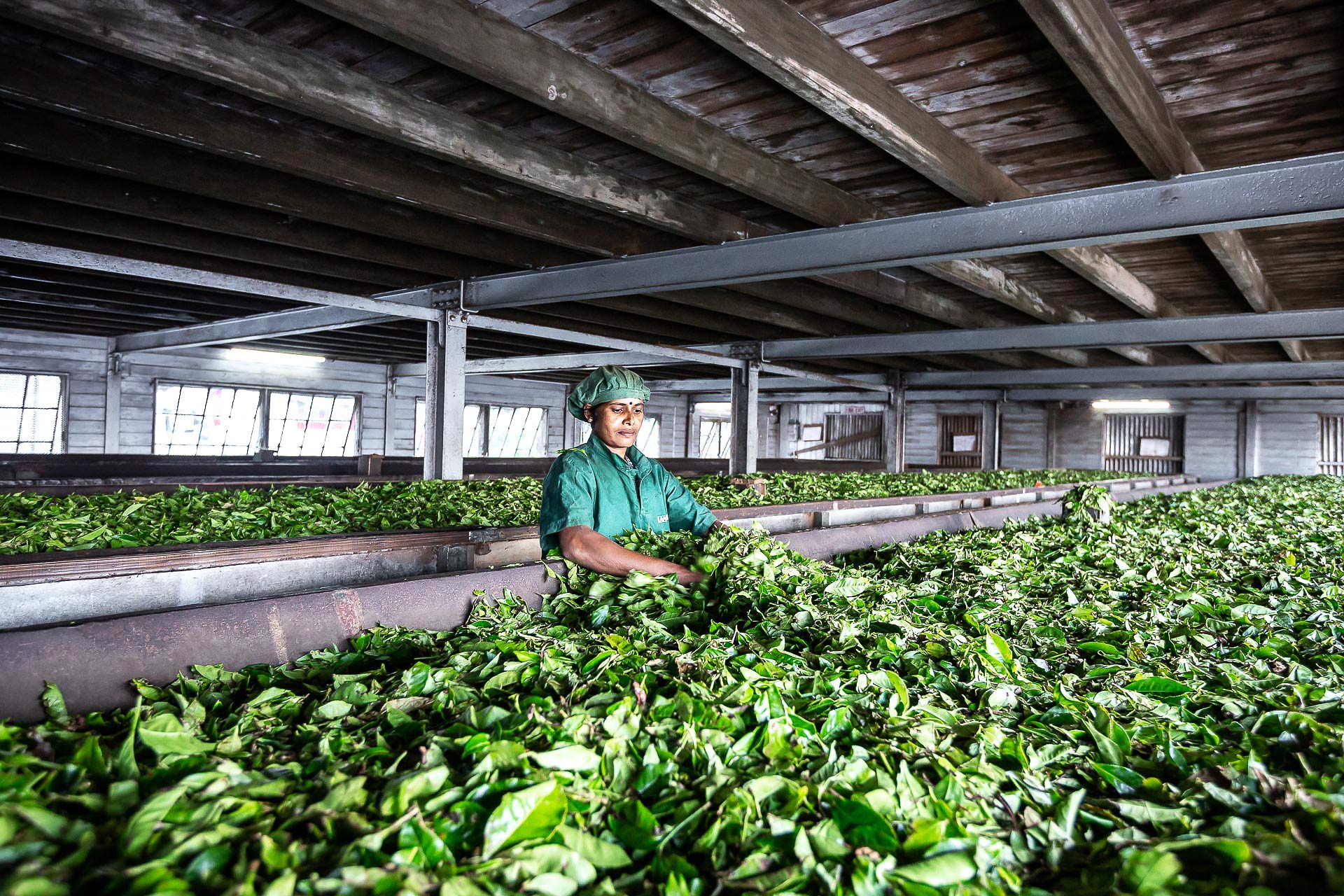 la fabrique de thé de dambatenne photographiée par julien cresp