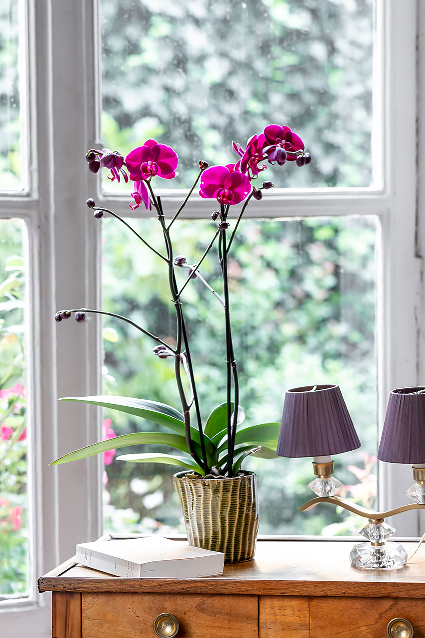 emova, monceau fleurs, au nom de la rose, juliencresp, julien cresp photographe, fleurs,