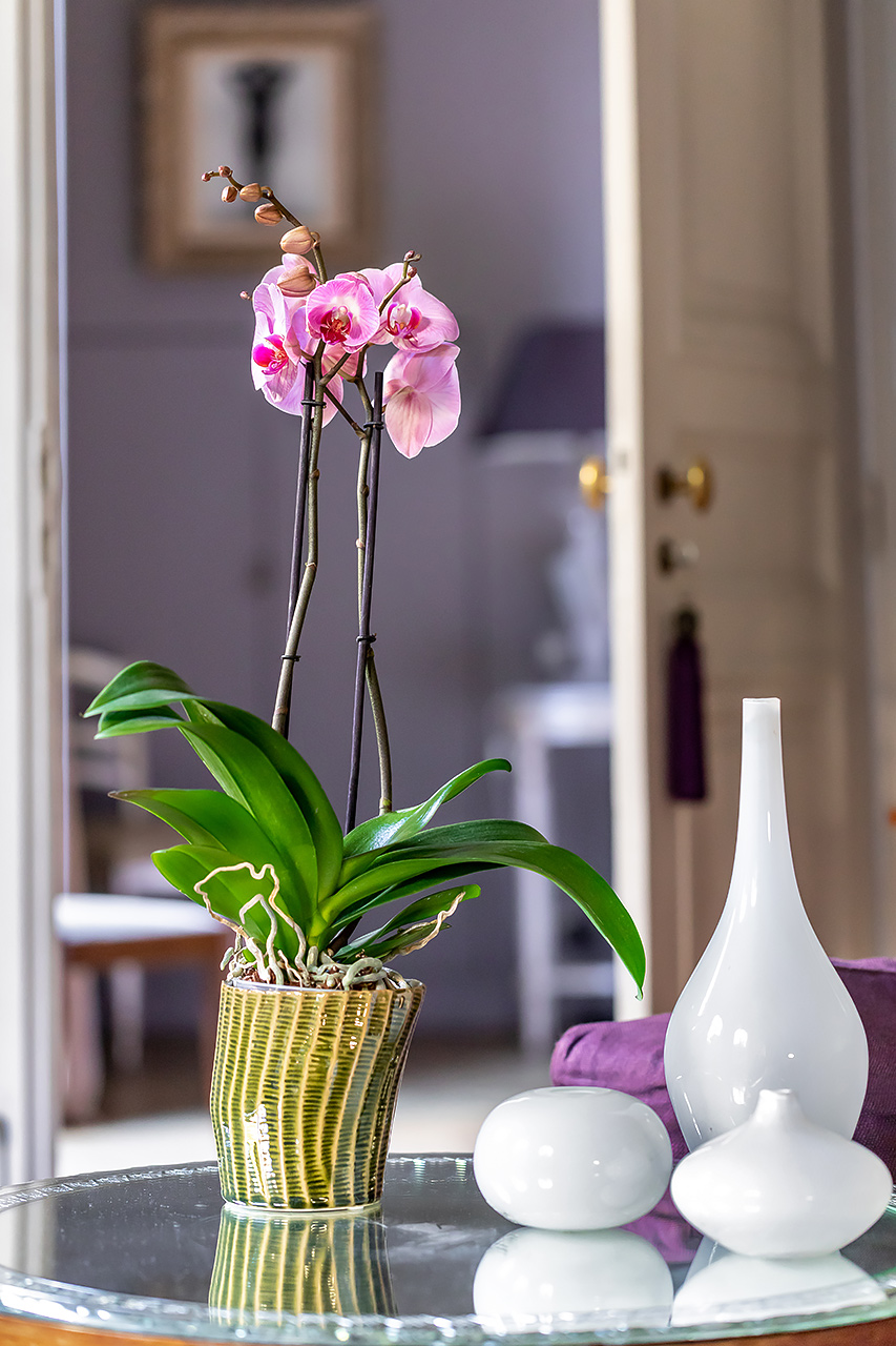 emova, monceau fleurs, au nom de la rose, juliencresp, julien cresp photographe, fleurs,